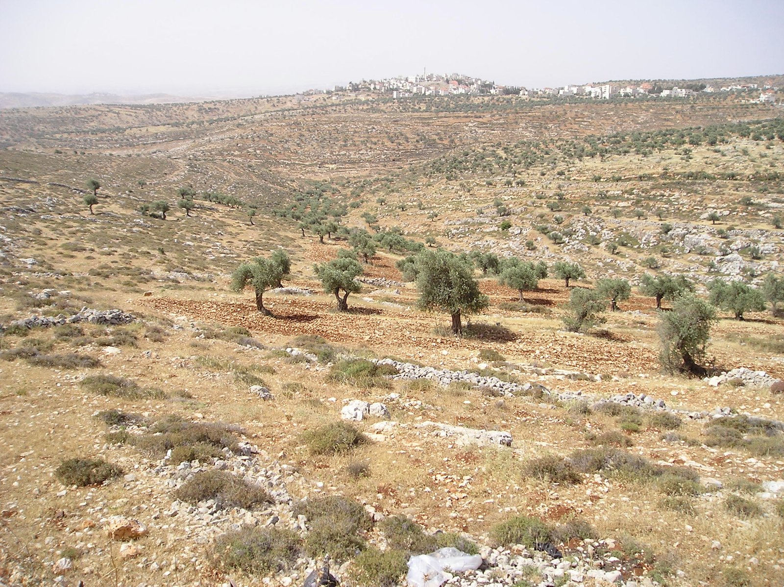 Taybeh : des colons israéliens attaquent une communauté chrétienne palestinienne de Cisjordanie